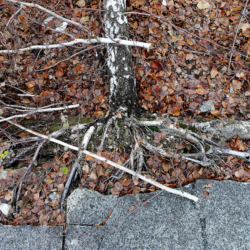 Flattened Tree by Roger Newbrook