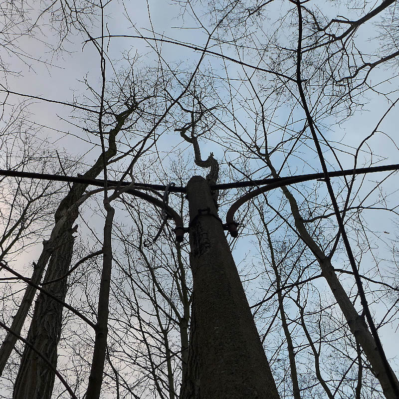 The Lampostree by Roger Newbrook