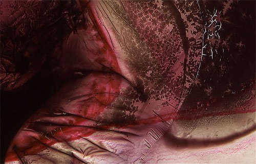 Brood by Roger Newbrook