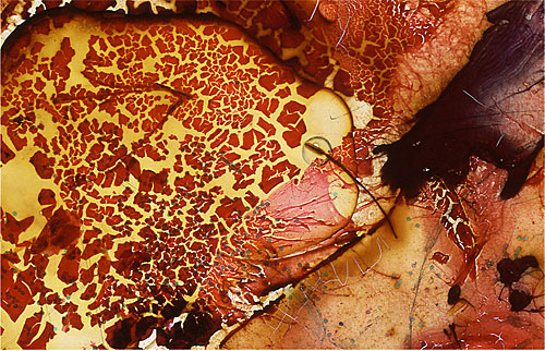 Lure by Roger Newbrook