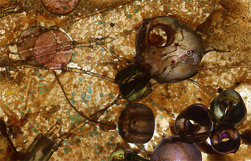 Seed by Roger Newbrook