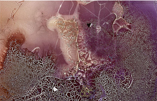 Stem by Roger Newbrook